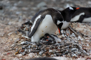Naklejka premium Gentoo penguine with chicks