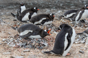 Naklejka premium Gentoo penguine with chicks