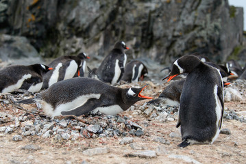 Gentoo penguine with chicks