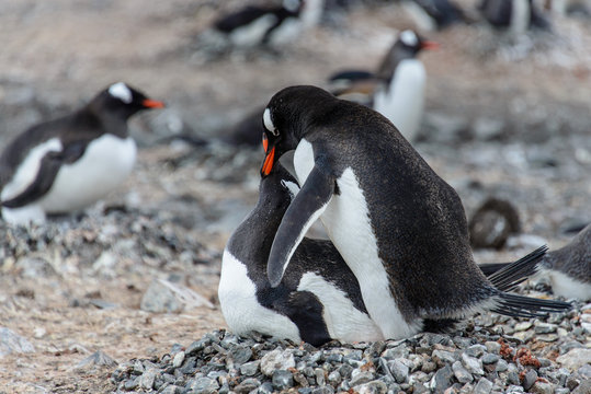 Gentoo penguins have sex 