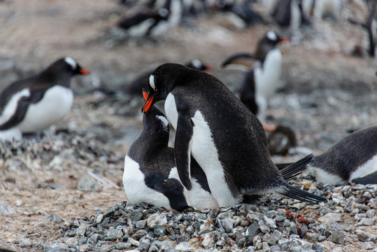 Gentoo penguins have sex 