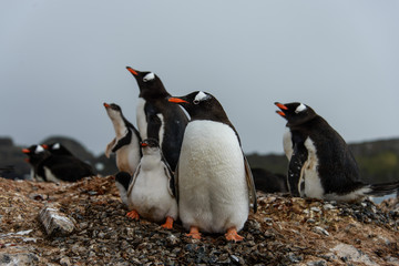 Naklejka premium Gentoo penguin with chicks 