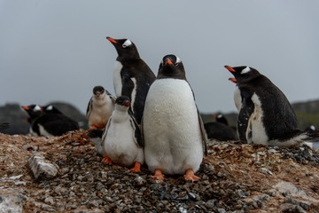 Gentoo penguin with chicks 