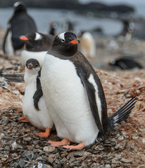 Gentoo penguin with chicks 