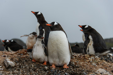 Gentoo penguin with chicks 