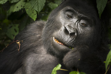 Mountain gorilla (Gorilla beringei beringei) feeding. Bwindi Impenetrable Forest. Uganda