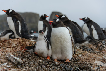 Gentoo penguin with chicks 