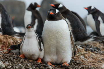 Obraz premium Gentoo penguin with chicks 