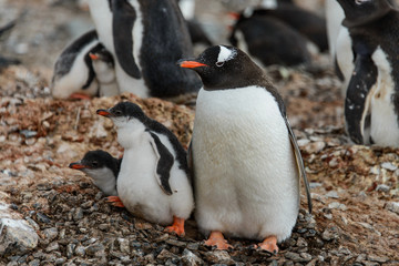 Gentoo penguin with chicks 