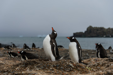 Obraz na płótnie Canvas Gentoo penguin with chicks 