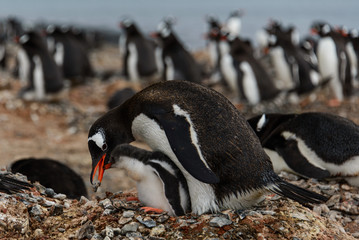 Naklejka premium Gentoo penguin with chicks 