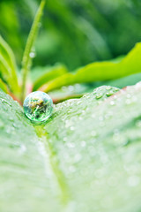 abstract image of small world in nature, Environment Conservative concept  