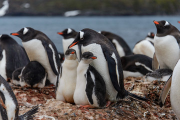 Gentoo penguine with chicks