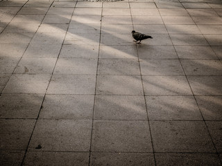 Pigeon walk on the park at twilight time.
