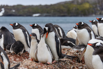 Gentoo penguine with chicks