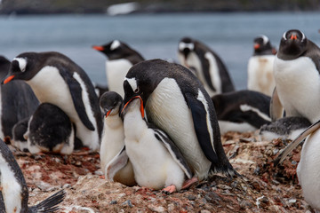 Fototapeta premium Gentoo penguine with chicks