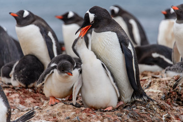 Gentoo penguine with chicks