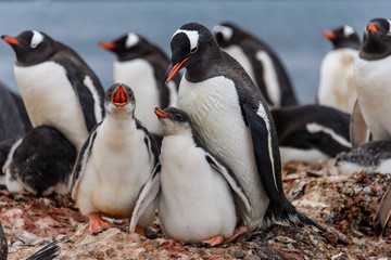 Gentoo penguine with chicks