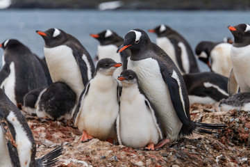 Fototapeta premium Gentoo penguine with chicks
