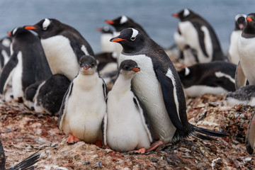 Gentoo penguine with chicks