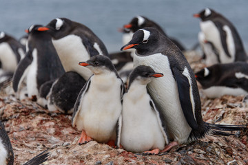 Gentoo penguine with chicks