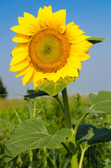 Field of yellow sunflowers on one of which sits a bee and blue s