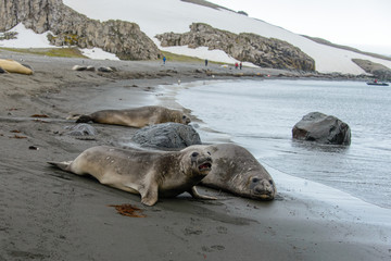Fototapeta premium Sea elephant on the beach
