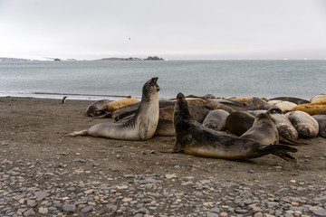 Sea elephant on the beach