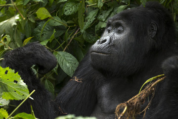 Mountain gorilla (Gorilla beringei beringei). Bwindi Impenetrable Forest. Uganda