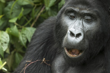 Mountain gorilla (Gorilla beringei beringei). Bwindi Impenetrable Forest. Uganda