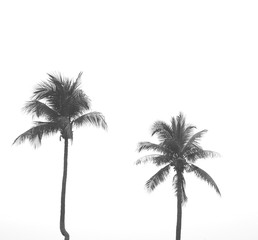 b/w coconut tree