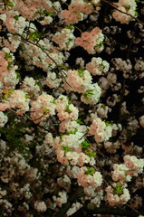 夜桜　大阪
Night scene of cherry blossom, Osaka Japan