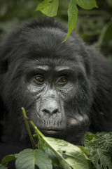 Obraz premium Mountain gorilla (Gorilla beringei beringei). Bwindi Impenetrable Forest. Uganda