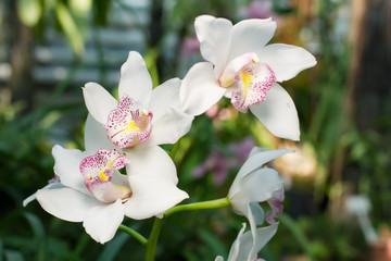 Snow white orchids with pink highlights.