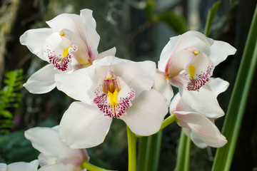 White orchid, queen of flowers.