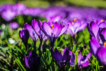 Krokus