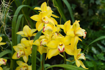 Many bright yellow orchids.