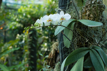 Delicate white orchid in garden.