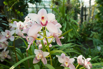 Pink cymbidium orchid in a tropical garden. - obrazy, fototapety, plakaty
