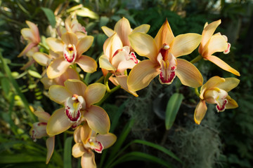 Beautiful yellow-green cymbidium orchid.