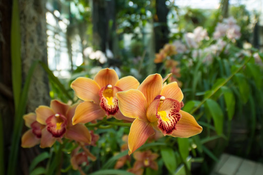 Fototapeta Bright orange orchids in a tropical forest.