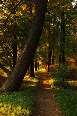 Sunset in the Kirov park