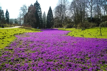 Fotobehang Krokus Krokus  © Kamzoom
