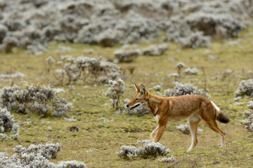 Ethiopian wolf (Canis simensis) also know as Abyssinian wolf, Simien wolf, Simien jackal, Ethiopian jackal, red fox, red jackal. Bale Mountains National Park. Ethiopia.