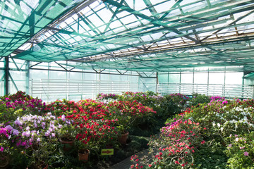 Large garden of azaleas in botanical garden.