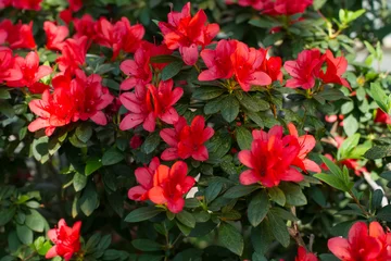 Acrylic prints Azalea Big red azalea bush in the garden.