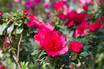Bright pink blooming azaleas in the park.