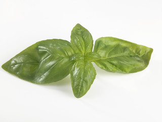 basil leaf