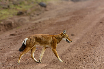 Ethiopian wolf (Canis simensis) also know as Abyssinian wolf, Simien wolf, Simien jackal, Ethiopian jackal, red fox, red jackal. Bale Highlands. Ethiopia.