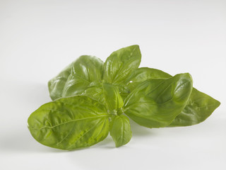 basil leaf